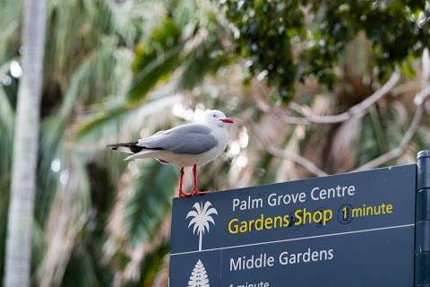 Photo: Palm Cove Tourist Information